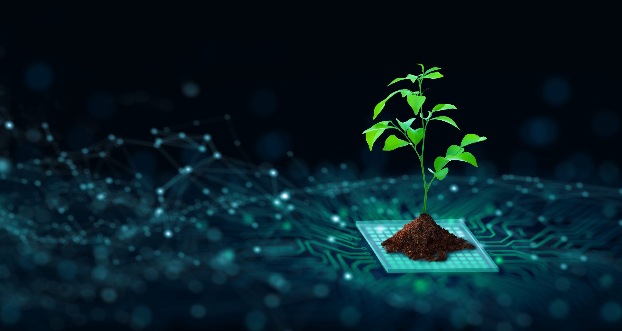Internet Tree Growing, Green Tree